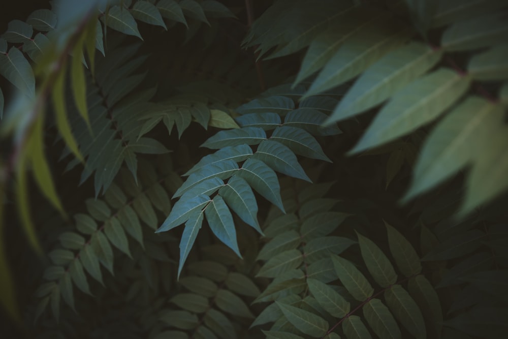 selective focus photography of green leaves