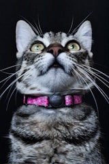 macro photography of brown tabby cat