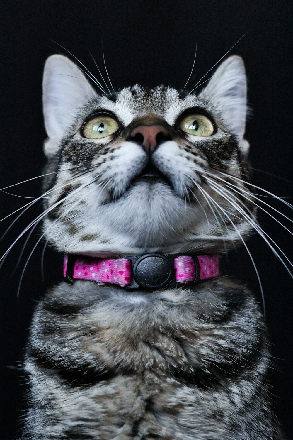 macro photography of brown tabby cat