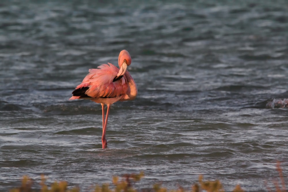 shallow focus photo of flamingo
