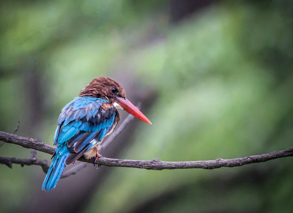 pájaro de pico largo azul y marrón