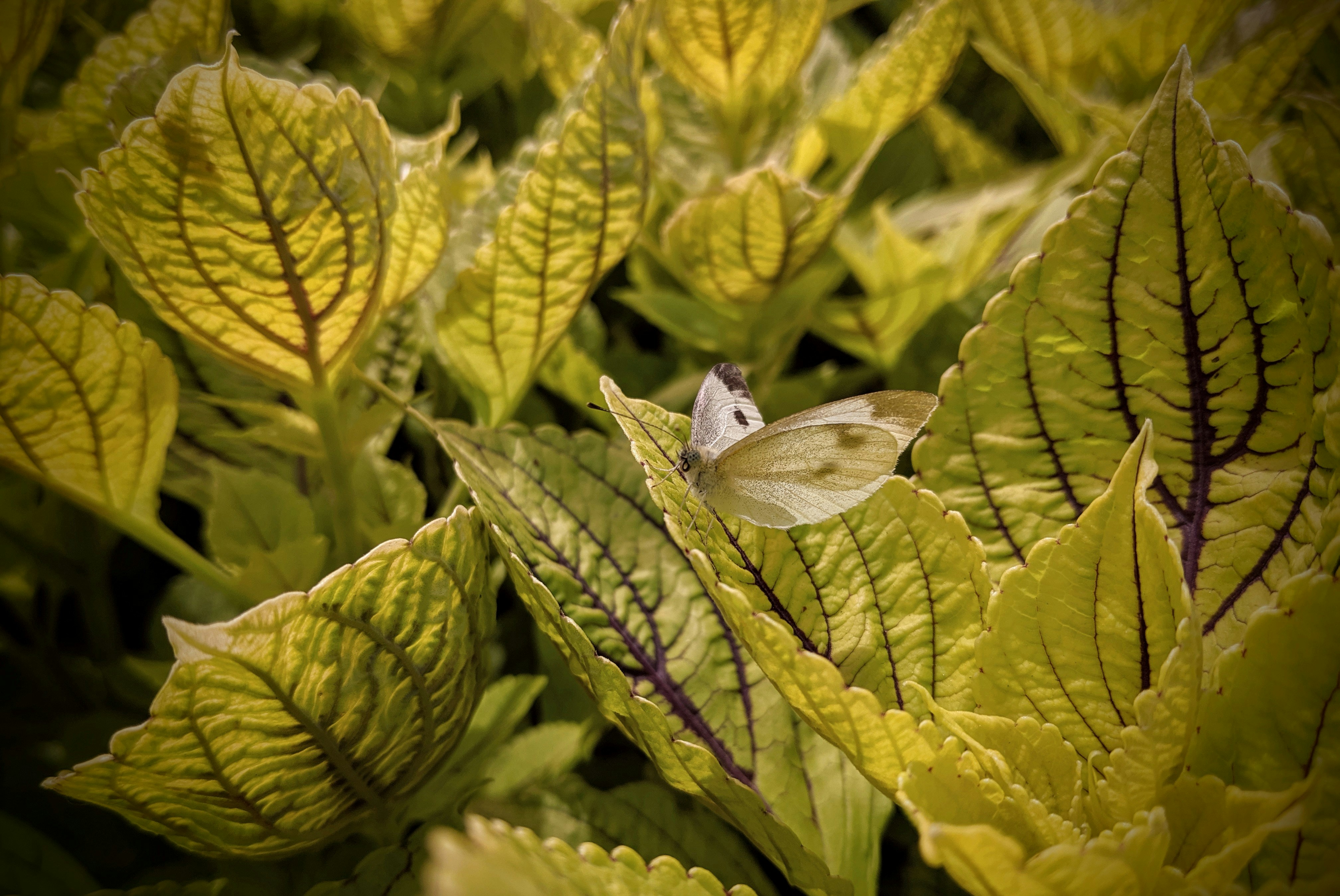 Photo by darkersolstice