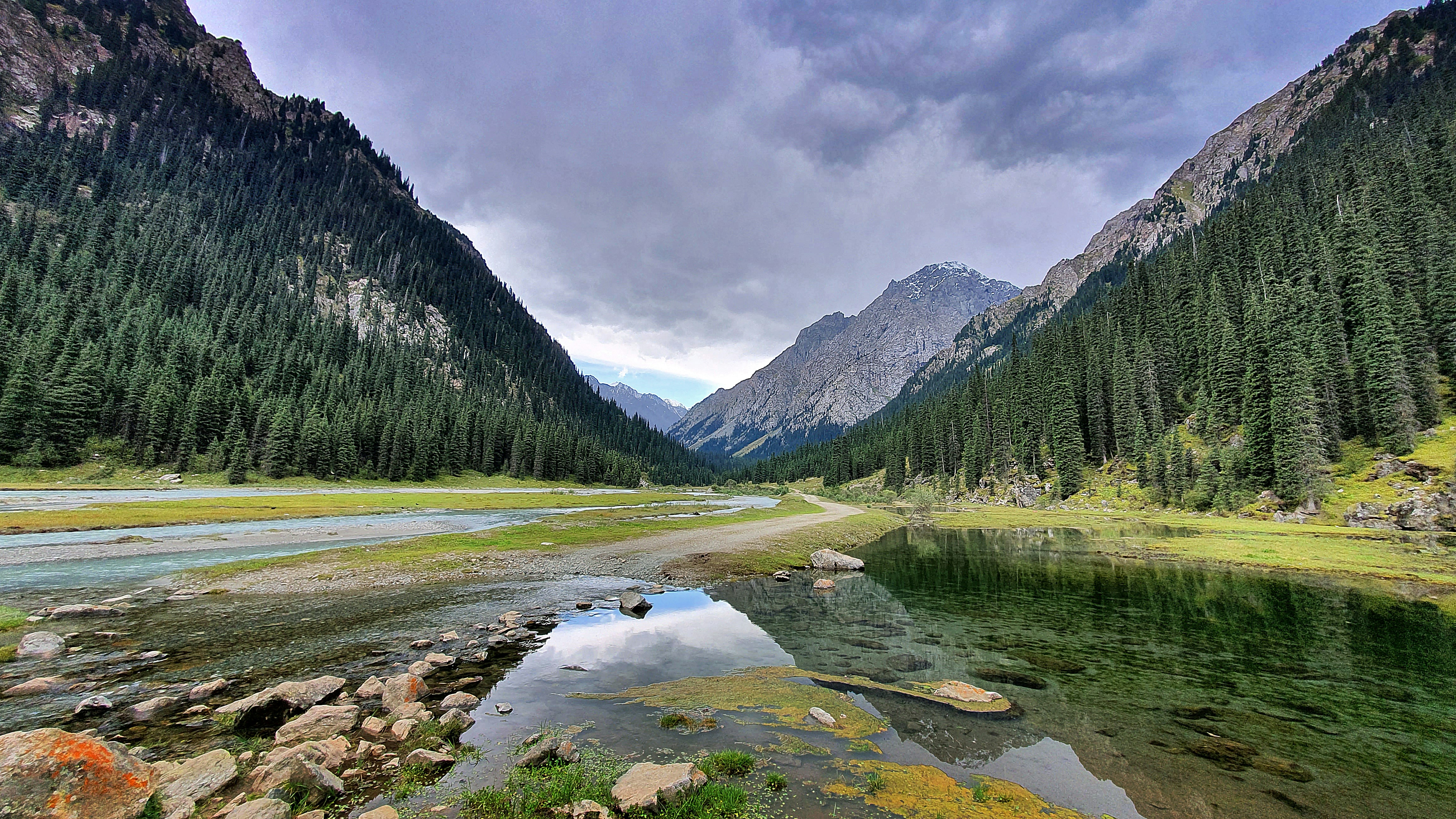 green forest trees near lake during cloudy day