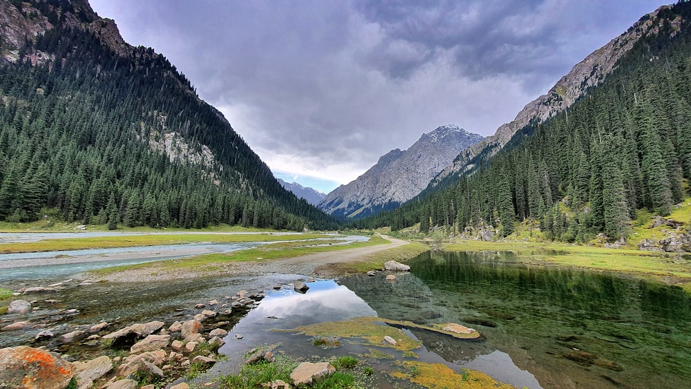 alberi verdi della foresta vicino al lago durante il giorno nuvoloso