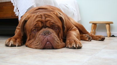 selective focus photography of short-coated tan dog lying on floor grumpy google meet background