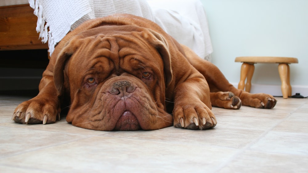 selective focus photography of short-coated tan dog lying on floor