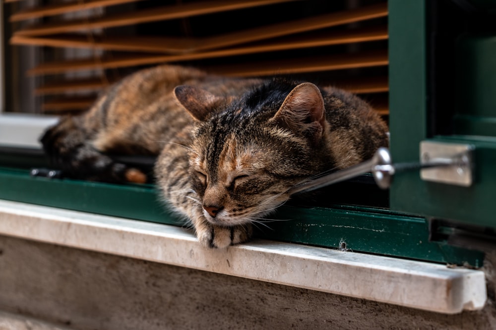 brown and grey cat sleeping