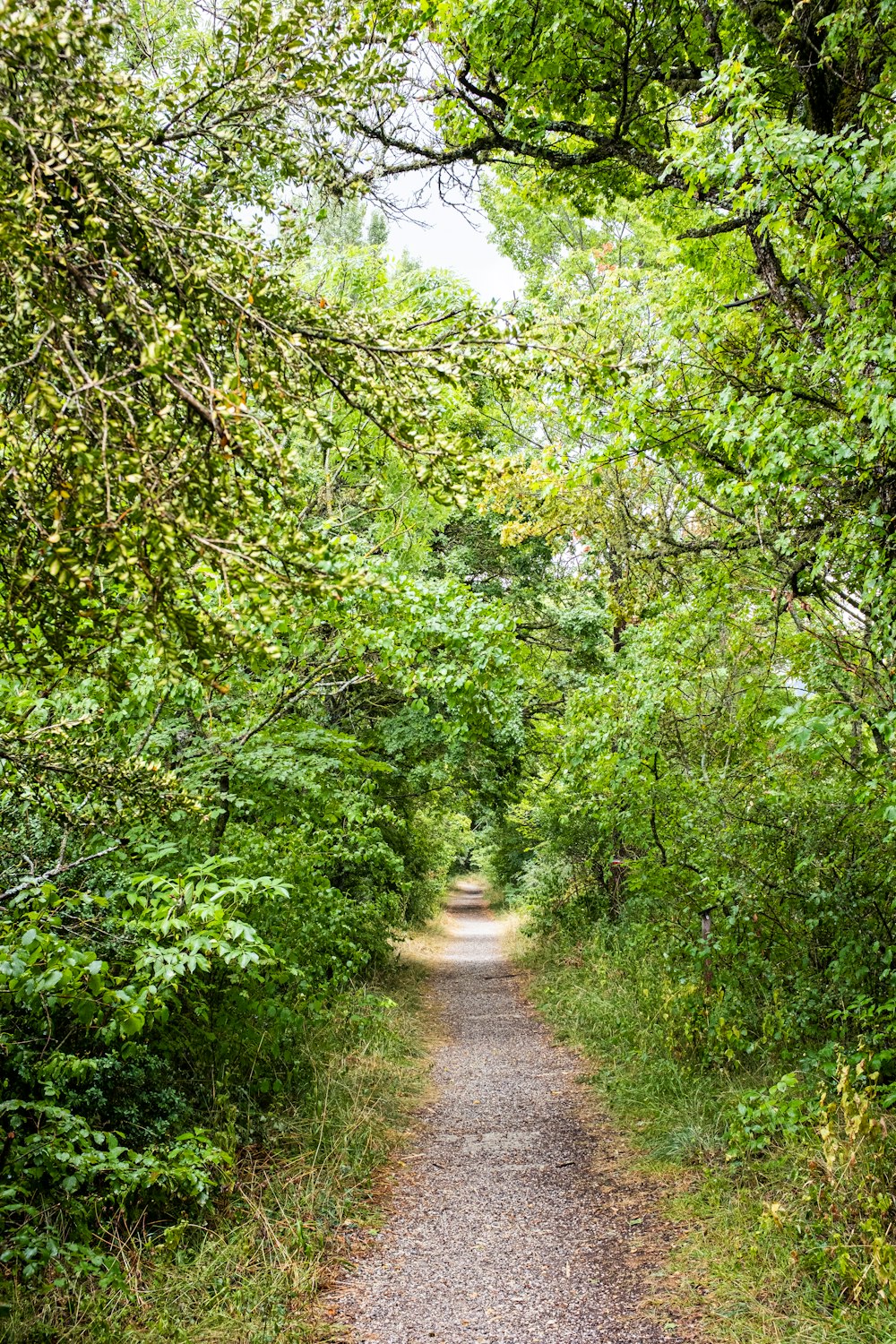 desire path surrounded with grass