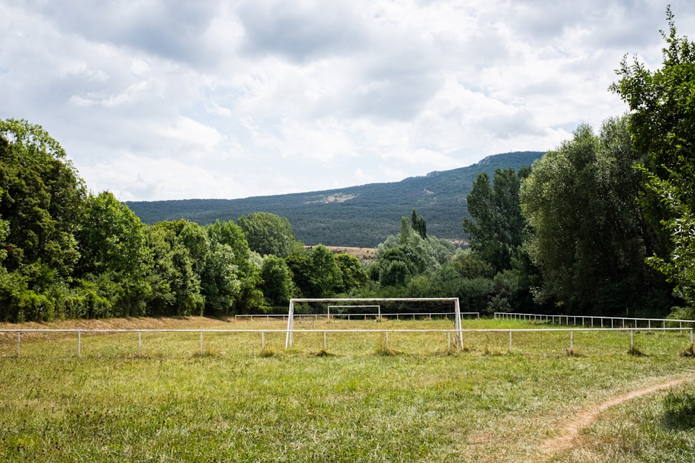 green grass field