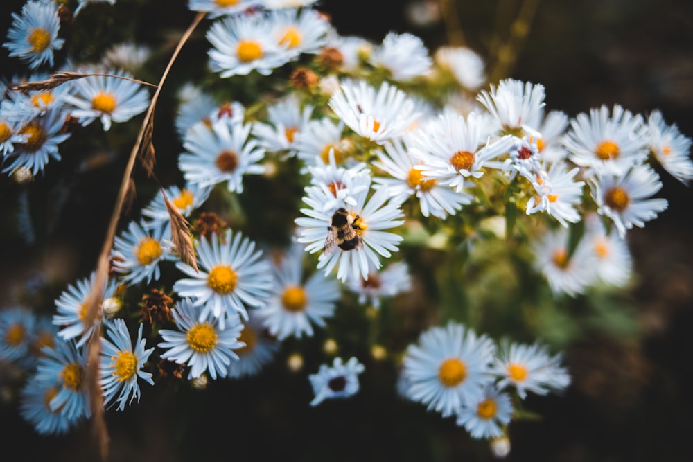 white petaled flowers