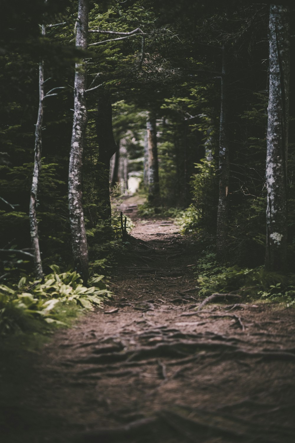 strada sterrata in mezzo alla foresta durante il giorno