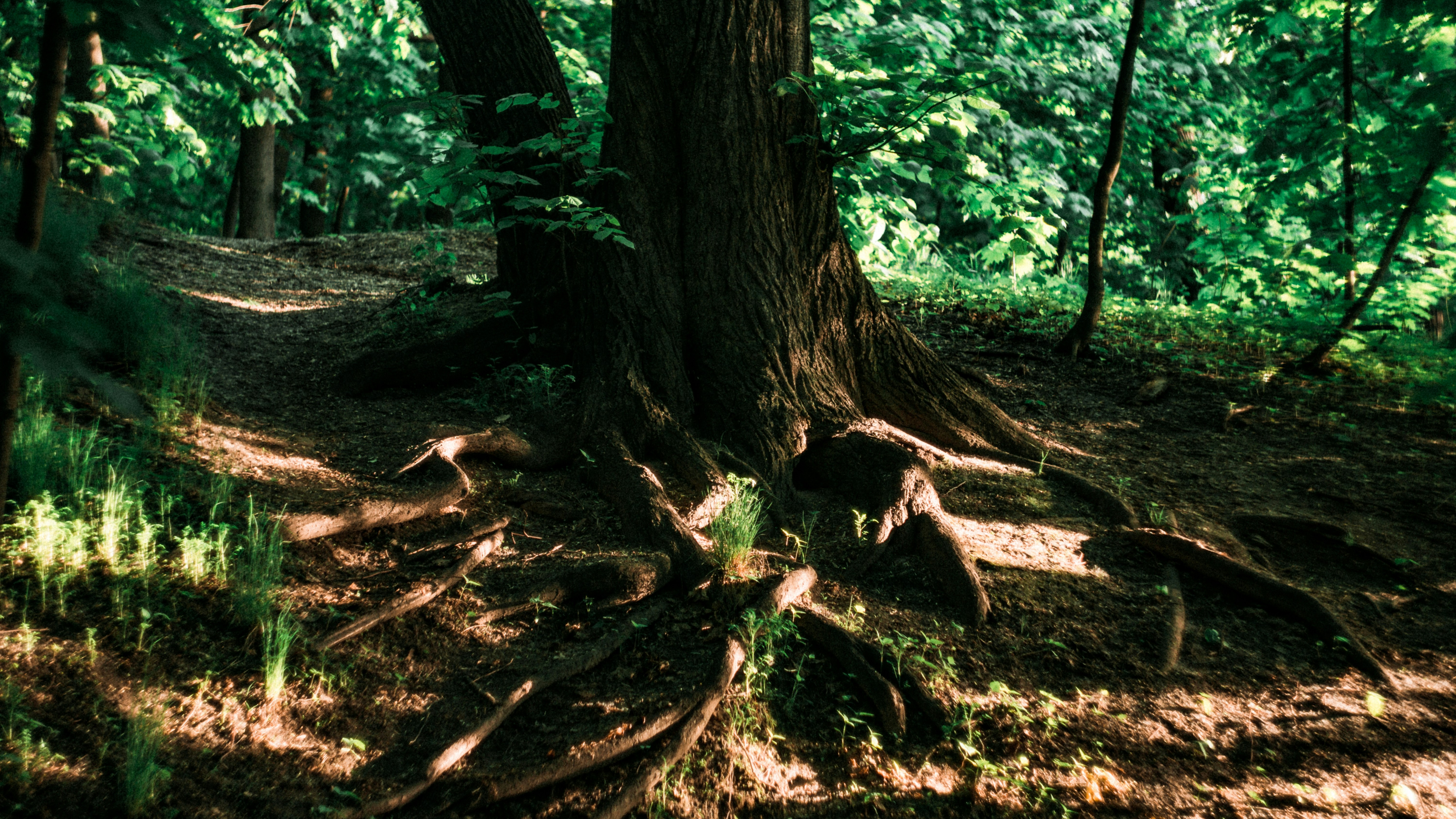 Photo by leksyandrow