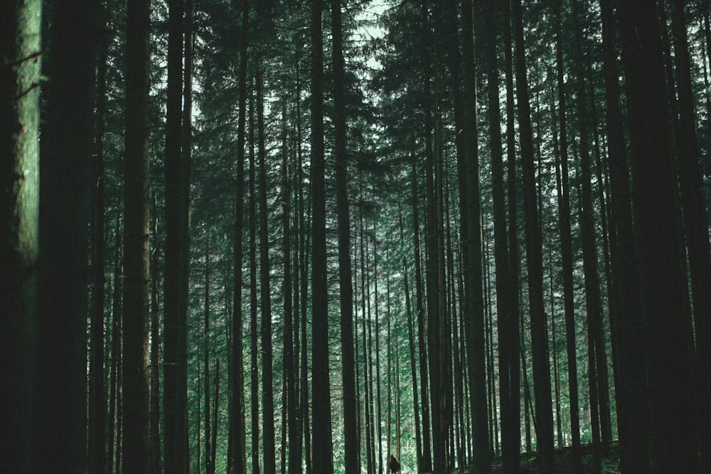 green forest during daytime