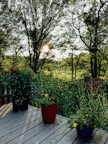 Garden loft exterior surrounded by vibrant plants and a wooden deck with seating.