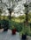 A wooden deck overlooks a lush, green landscape with the sun shining through tall trees. Three potted plants with various colorful flowers are placed on the deck, with a fence and more vegetation in the background.