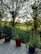 A sturdy wooden deck overlooking a lush Alaskan backyard on a sunny day.