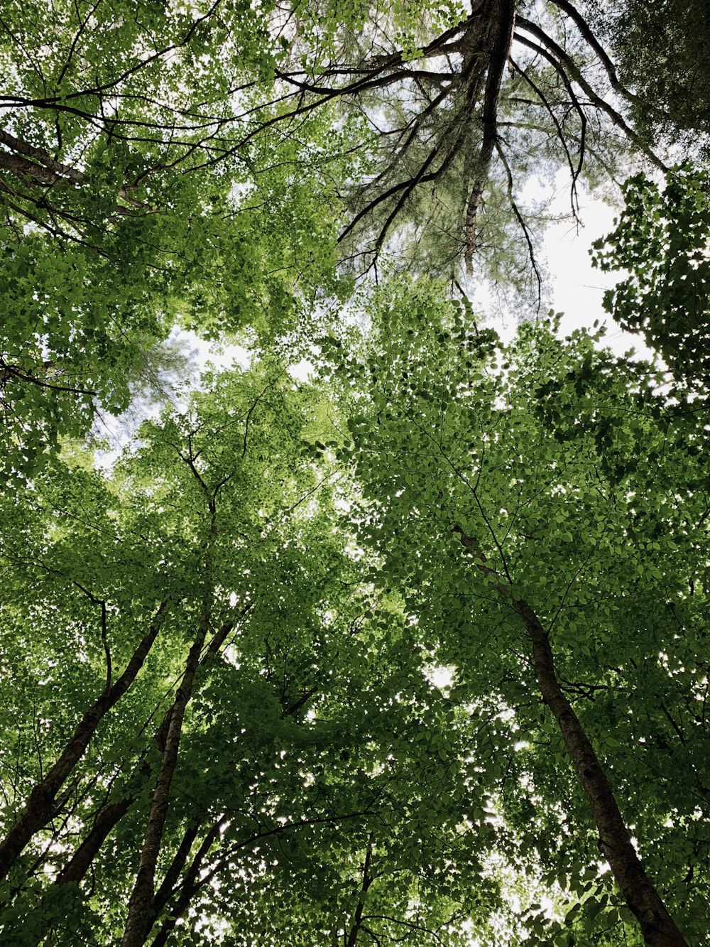 low-angle photo of trees during daytime