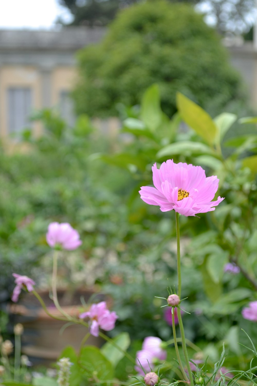 pink petaled flower