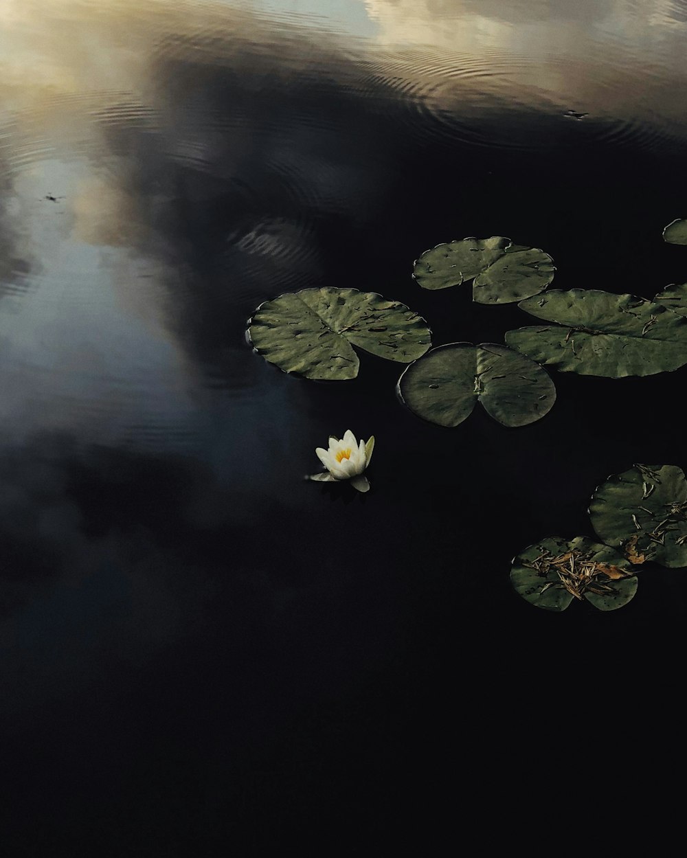 aerial view of white lotus pod on lake