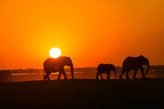 silhouette of elephants walking during sunset