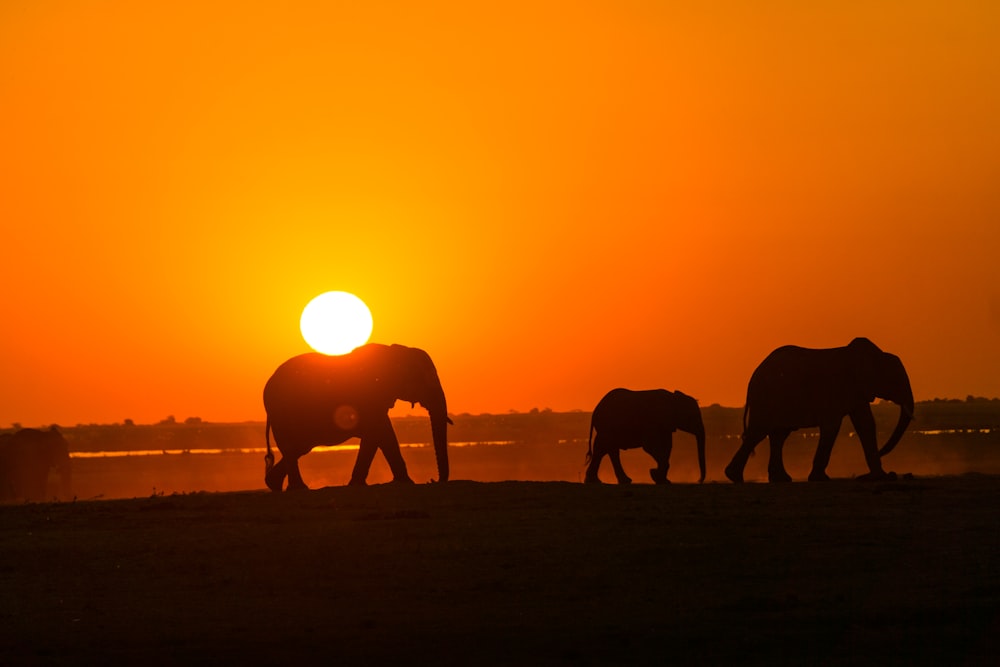 silhouette of elephants walking during sunset