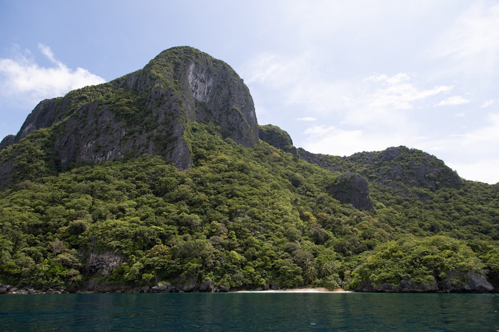 green trees beside body of water