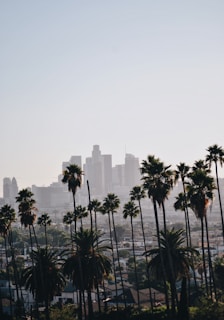 cityscape behind coconut trees