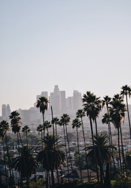 cityscape behind coconut trees