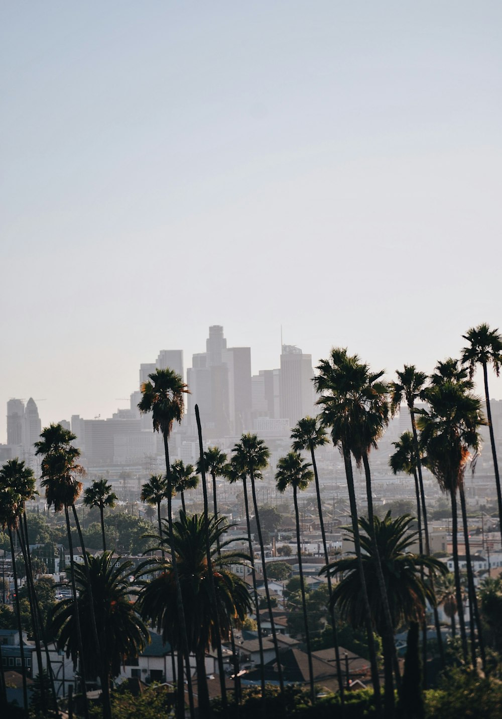 cityscape behind coconut trees