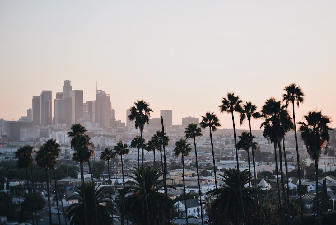 lined palm trees