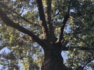 A large, sturdy tree trunk branches out into multiple thick limbs, surrounded by a dense canopy of green leaves. Sunlight filters through the foliage, casting dappled light and shadows on the tree. The sky peeks through the leaves, providing a blue background.