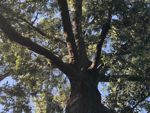 A large, sturdy tree trunk branches out into multiple thick limbs, surrounded by a dense canopy of green leaves. Sunlight filters through the foliage, casting dappled light and shadows on the tree. The sky peeks through the leaves, providing a blue background.