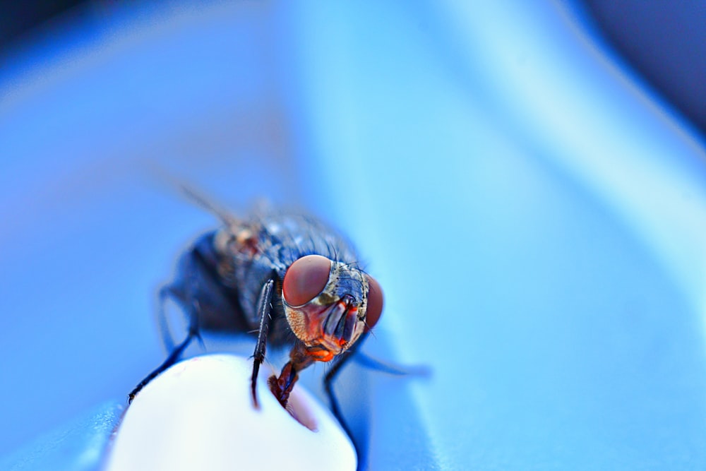 black insect in close up photo