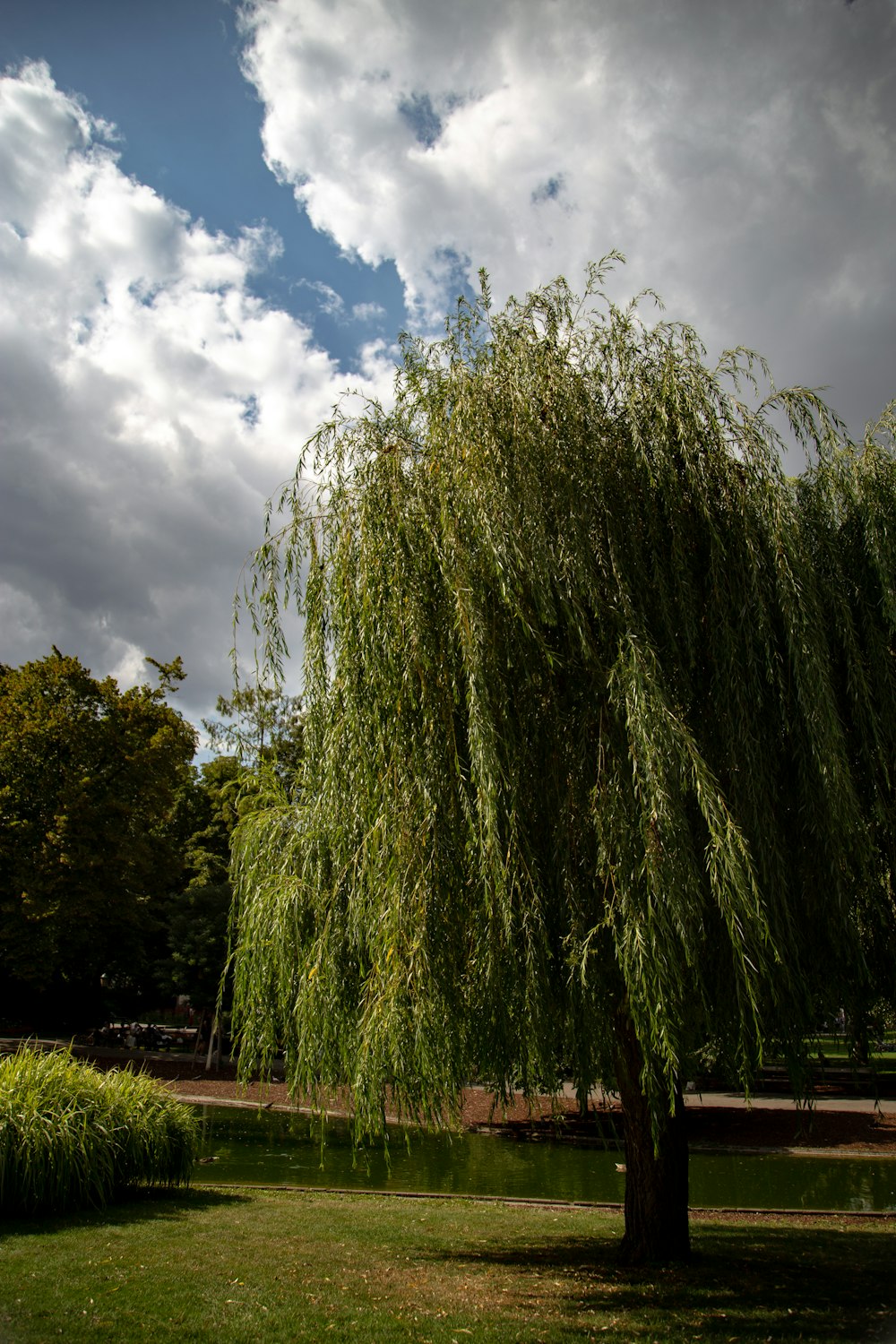 green leafed tree near body of water