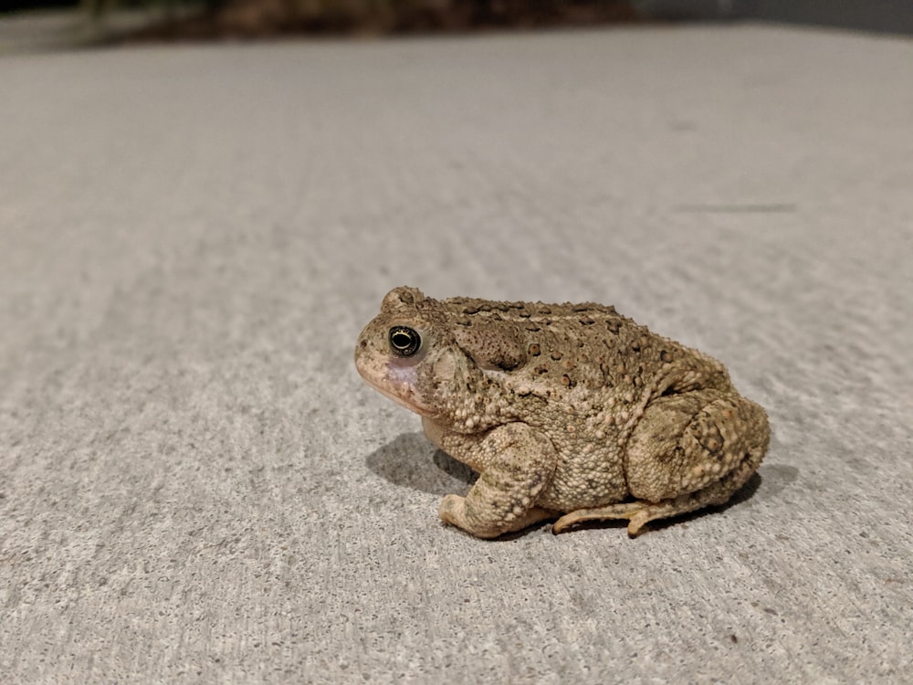 brown frog