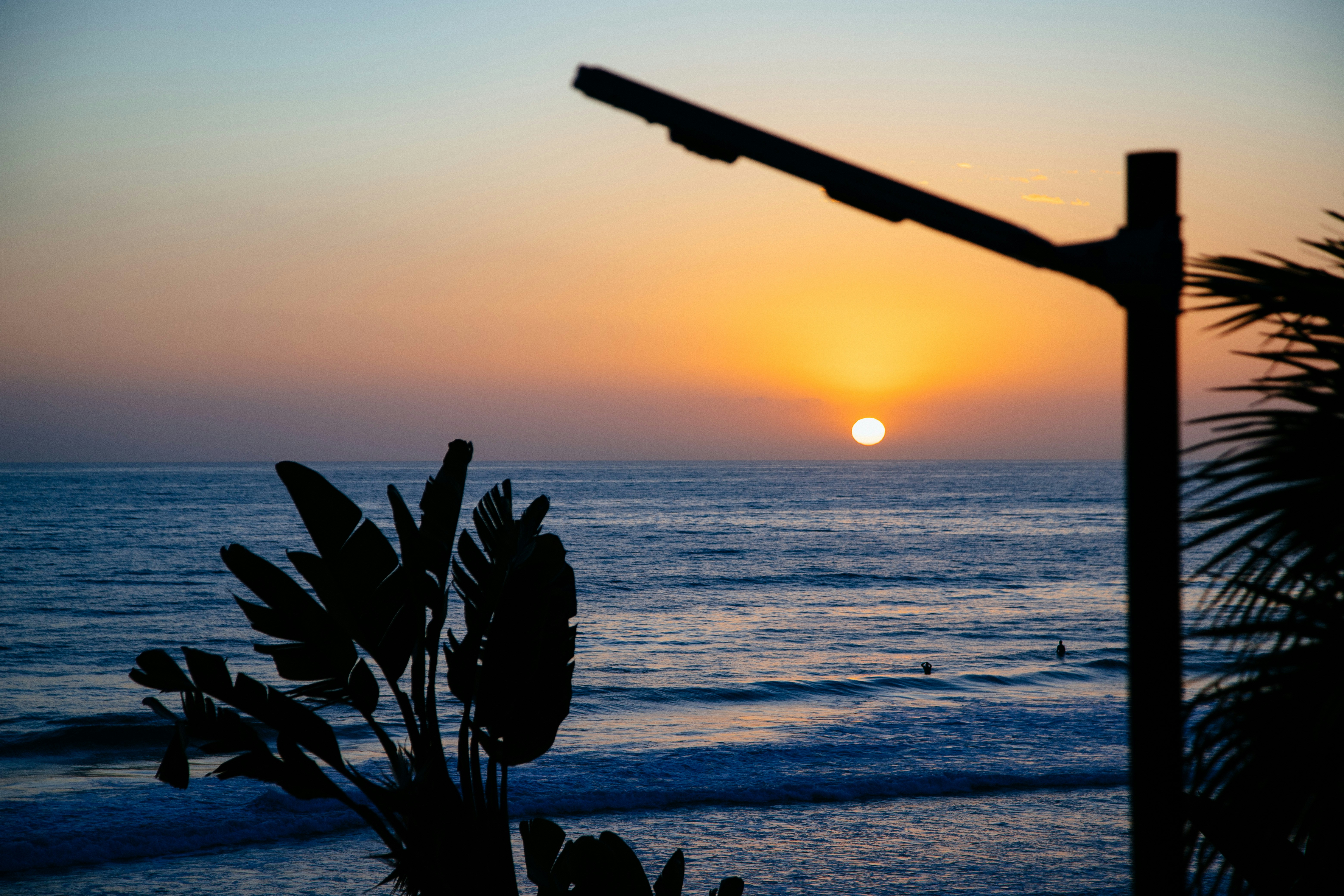 plants near blue sea during sunset