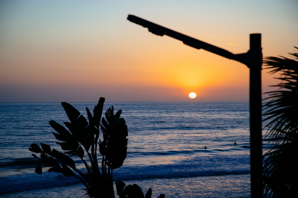 plants near blue sea during sunset