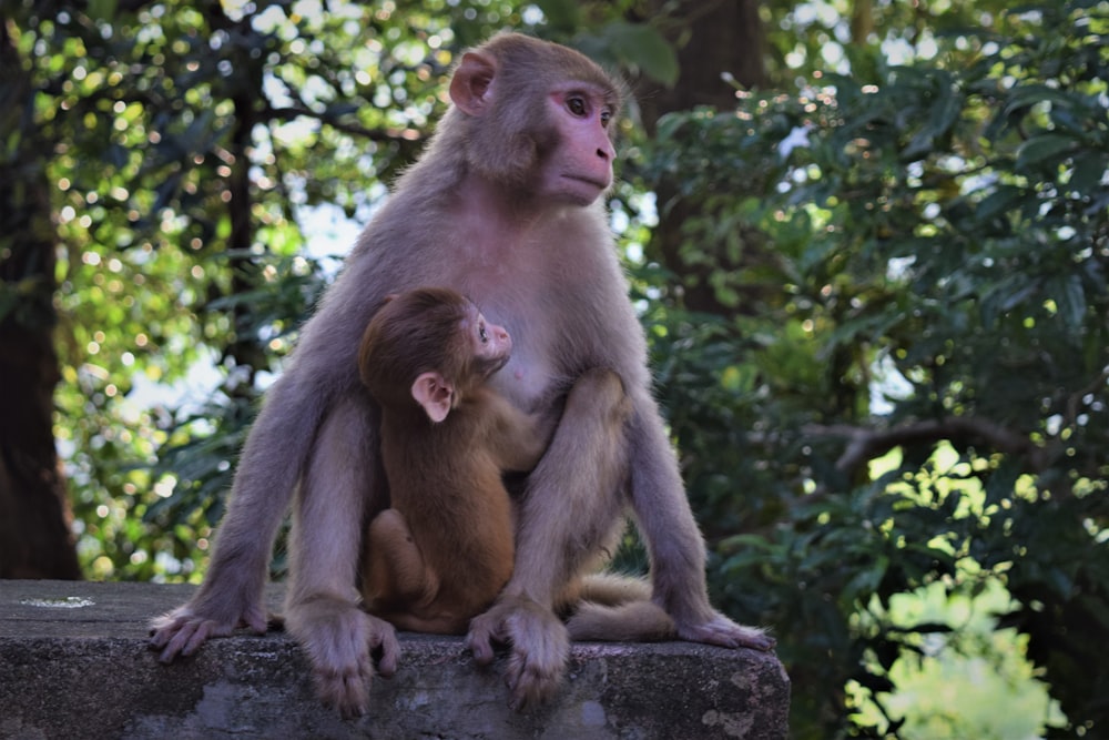 brown monkey infant hugging adult gray monkey sitting on rock