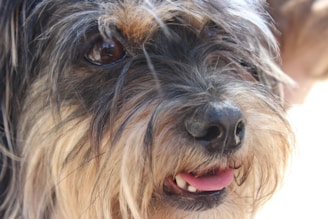 A close-up of a dog's face, showing love and hope.