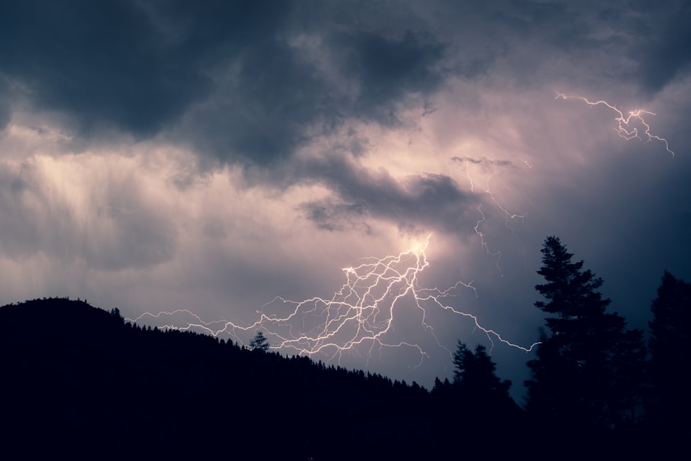 silhouette of trees showing white lightning