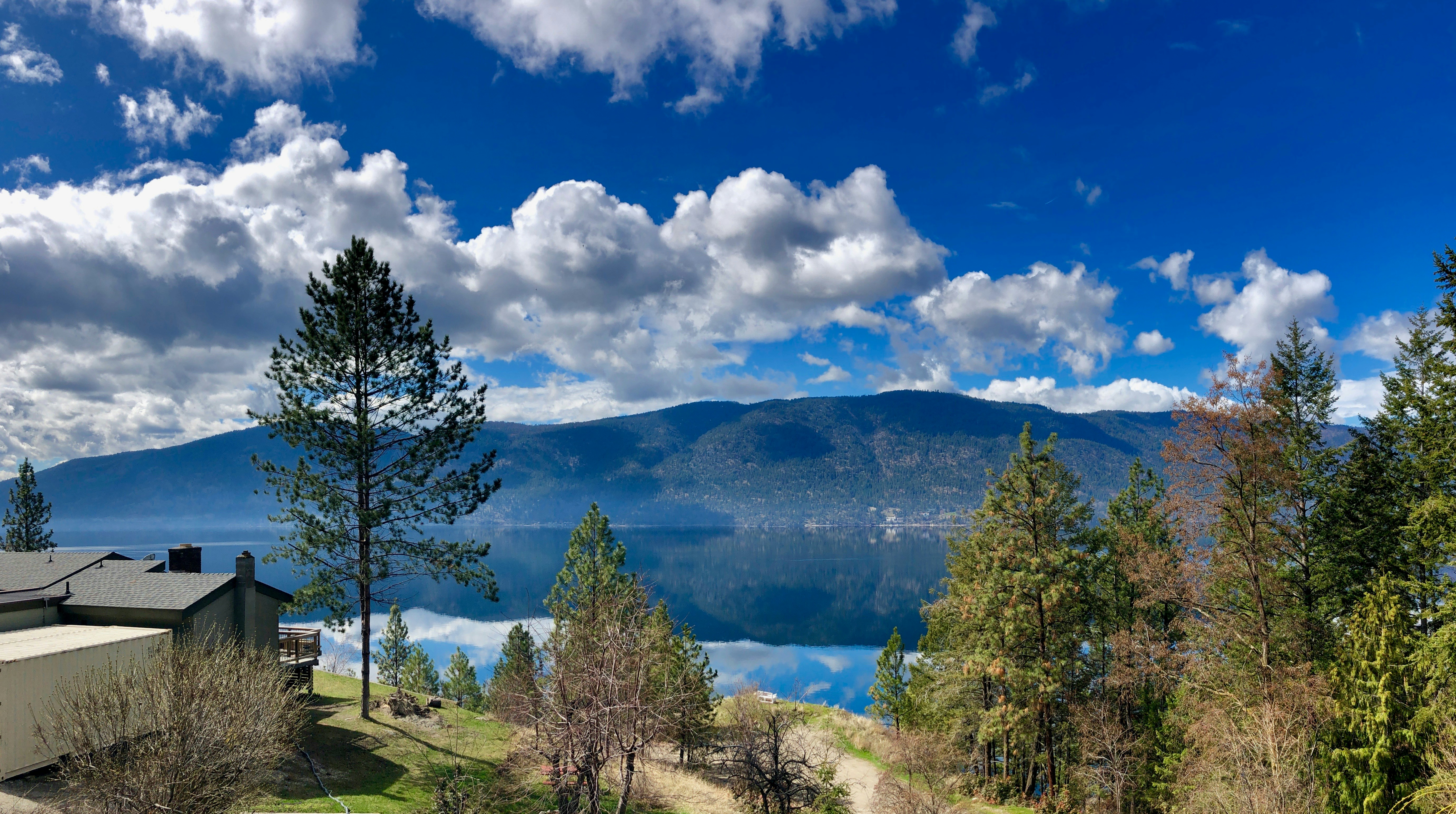 green trees near mountain at daytime