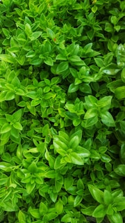 green leaf plant