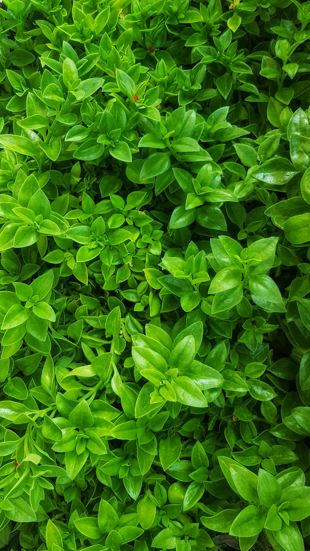 green leaf plant