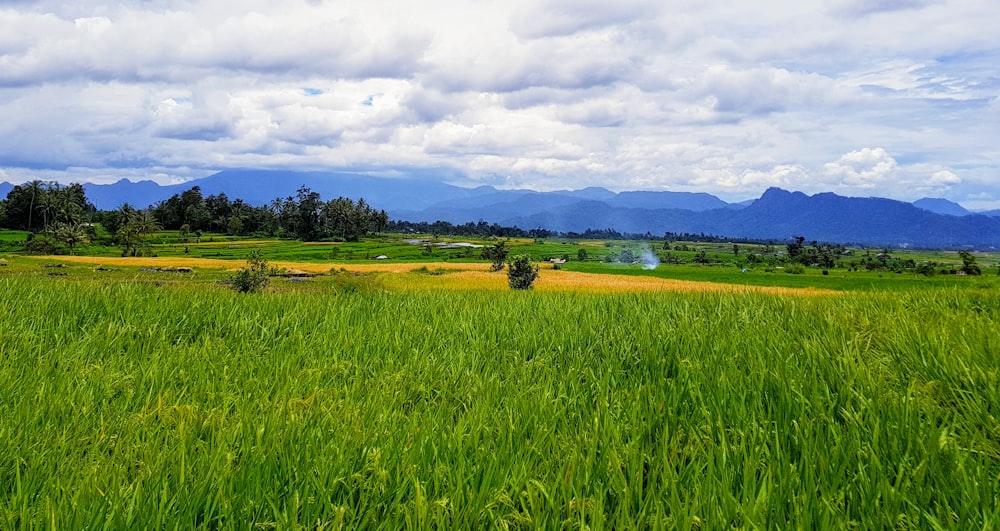 green grass field