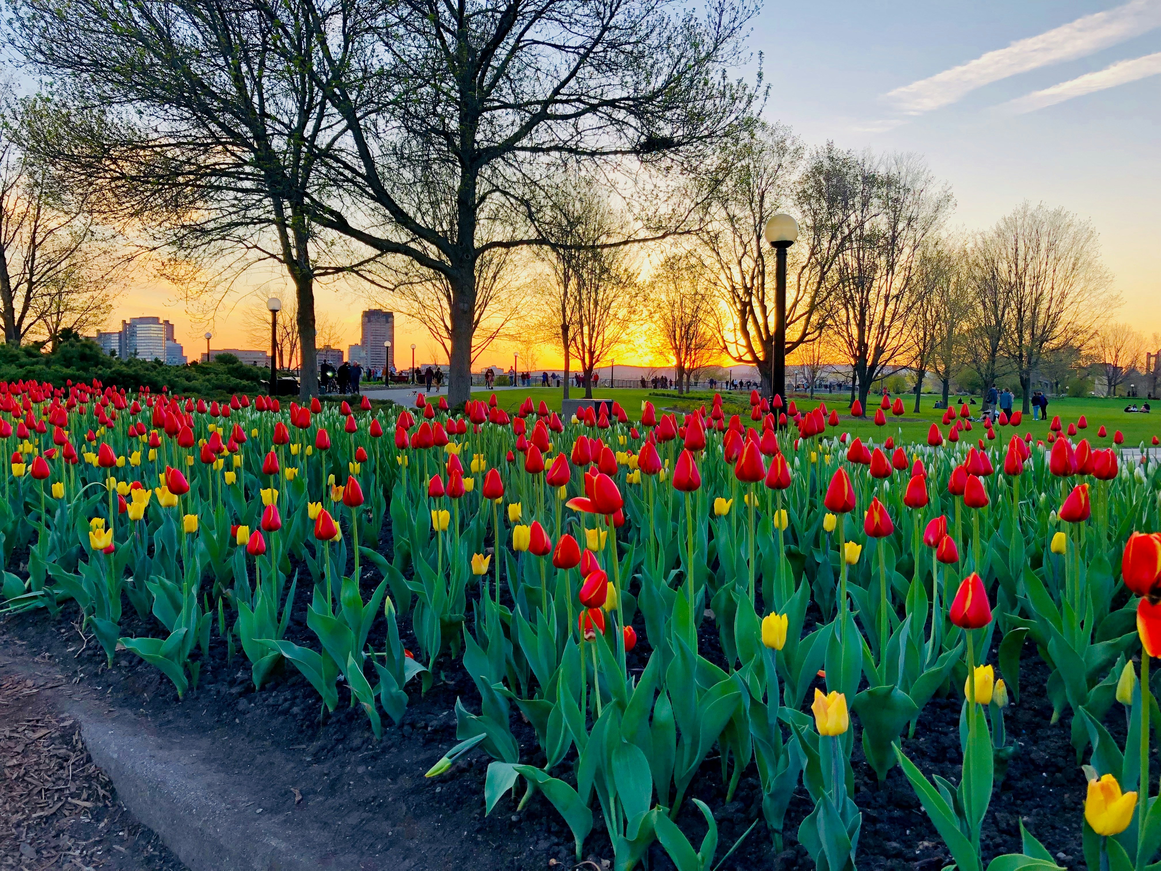 blooming red and yellow tulip flowers under blue and white skies