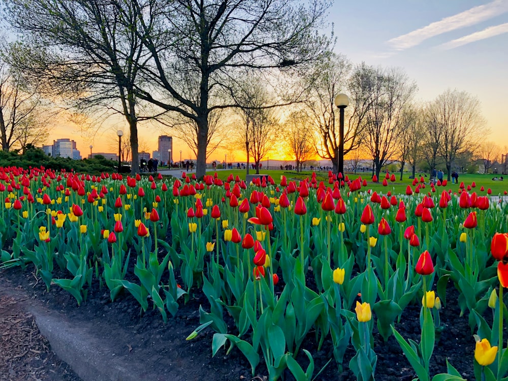 blooming red and yellow tulip flowers under blue and white skies