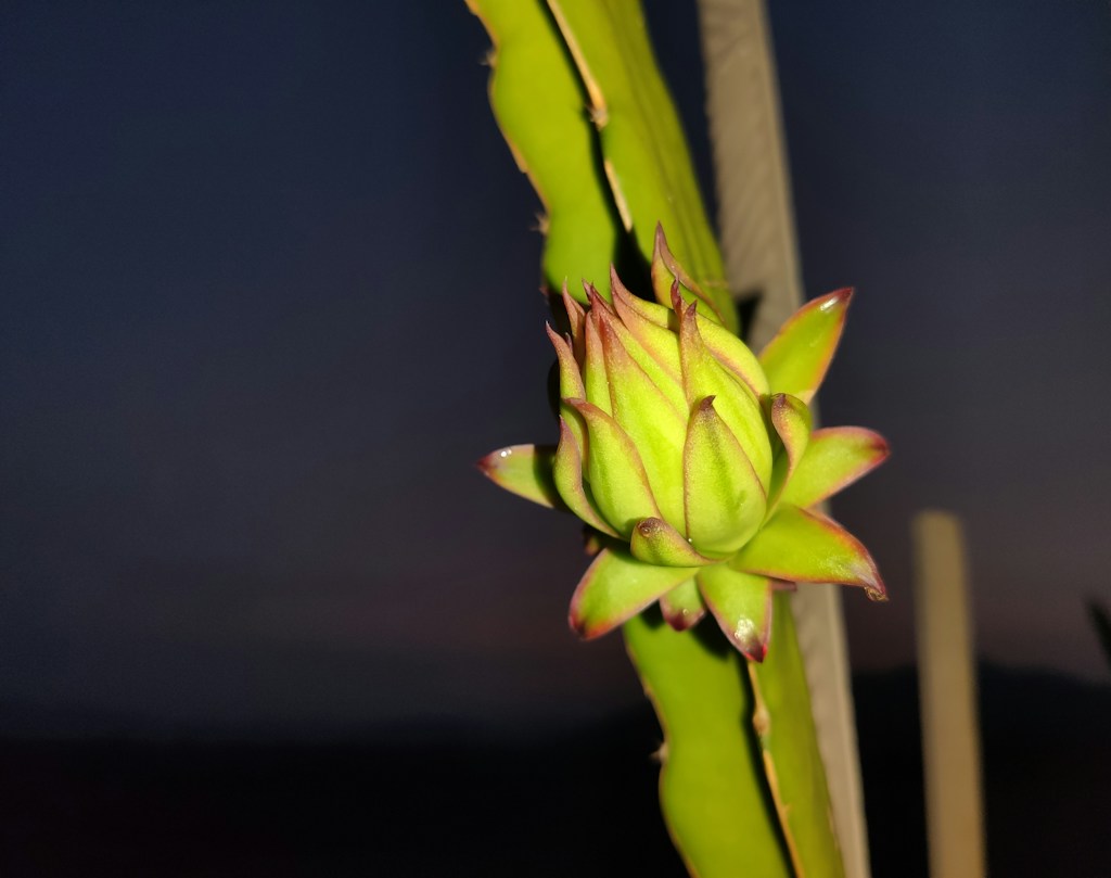 Dragon Fruit Plant
