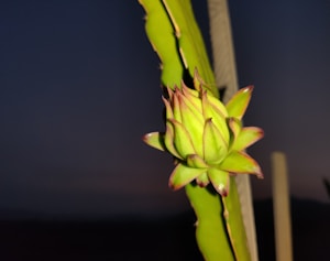 Dragon Fruit Plant