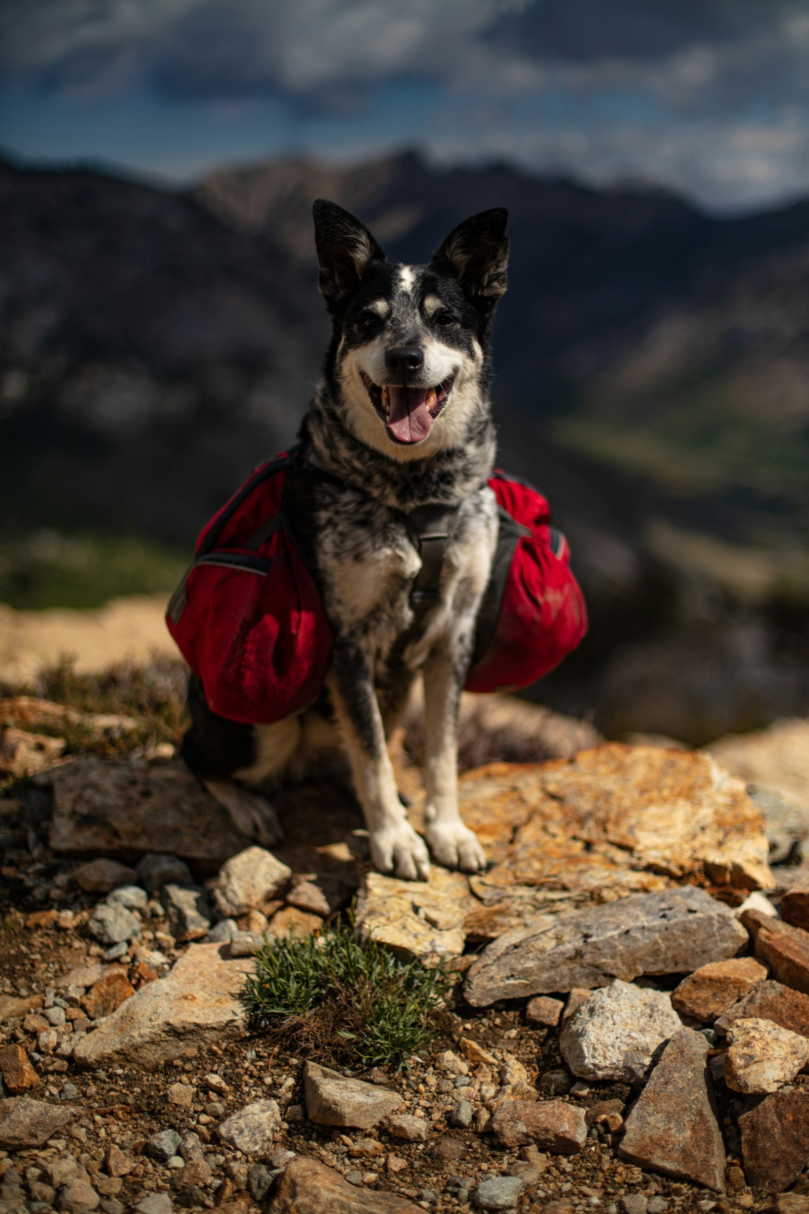 Canon EOS 5DS + Canon EF 50mm F1.4 USM sample photo. Adult short-coated black and photography