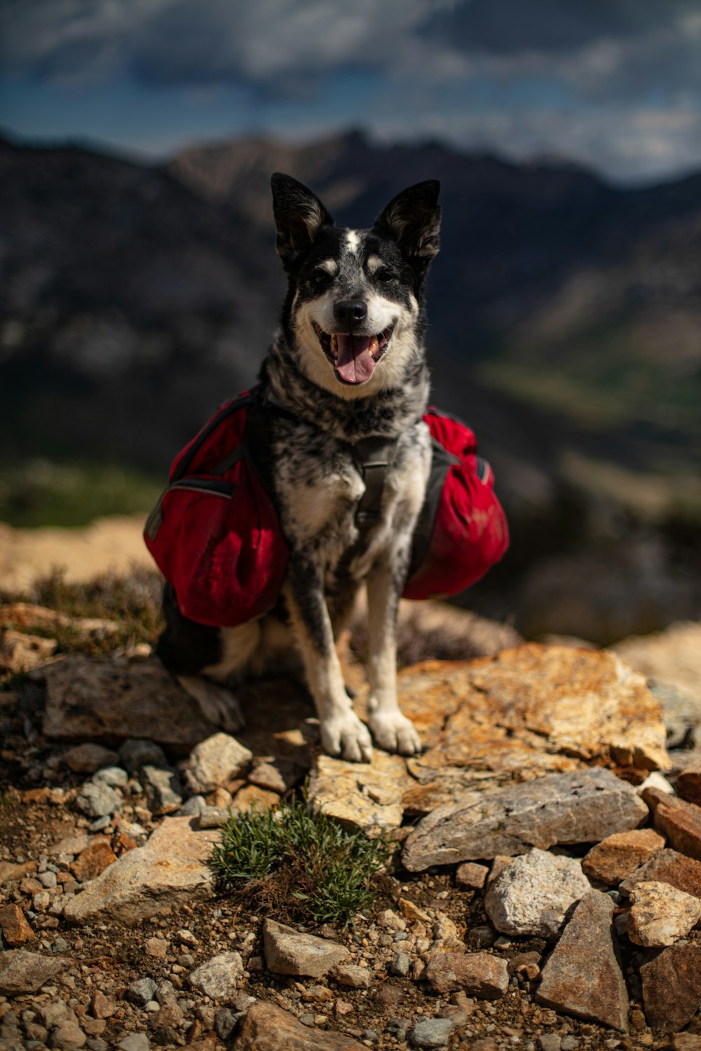 adult short-coated black and white dog with red bag on back on brown stones